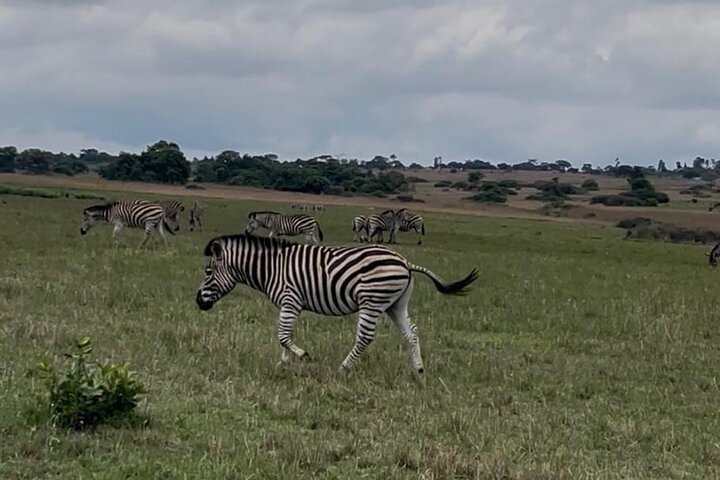 Private Harare City Tour: Wildlife, kunst og ikoniske landemerker