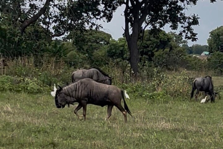 Private Harare City Tour: Wildlife, kunst og ikoniske landemerker