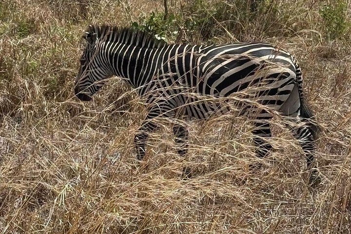 Safari 3 dager fra Zanzibar til Mikumi nasjonalpark med ferge