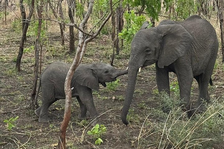 Safari 3 dager fra Zanzibar til Mikumi nasjonalpark med ferge