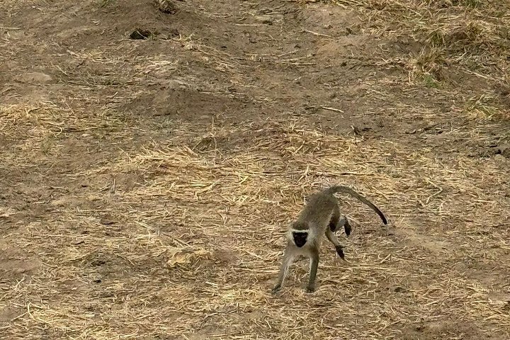 Safari 3 dager fra Zanzibar til Mikumi nasjonalpark med ferge