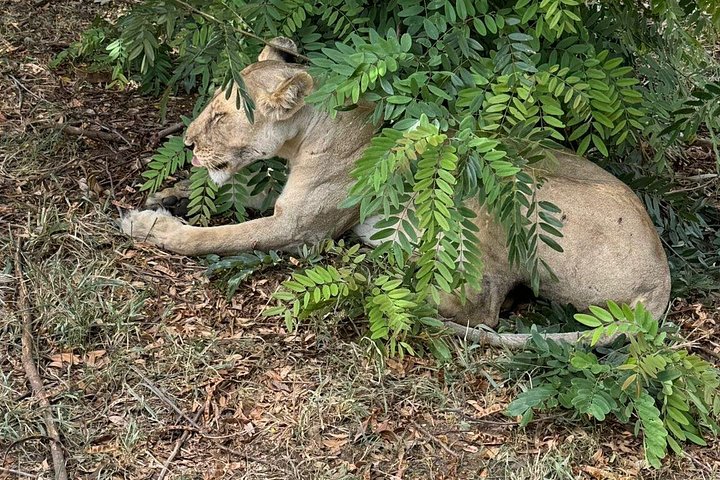 Safari 3 dager fra Zanzibar til Mikumi nasjonalpark med ferge