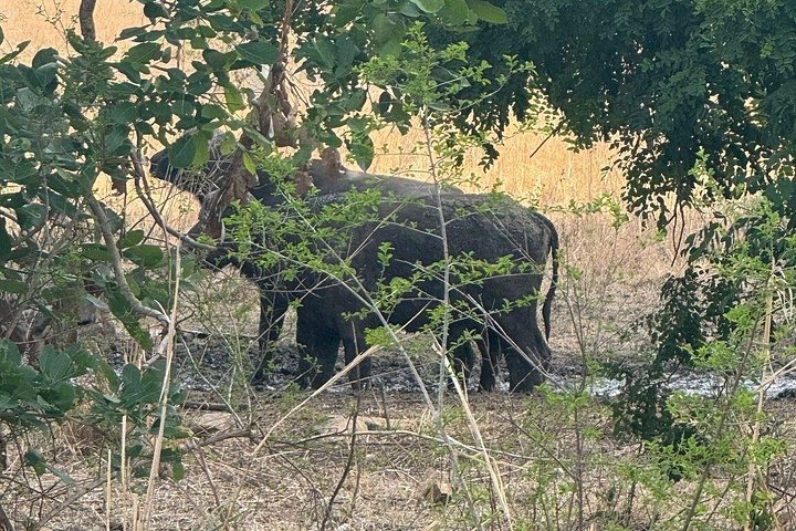 Safari 3 dager fra Zanzibar til Mikumi nasjonalpark med ferge