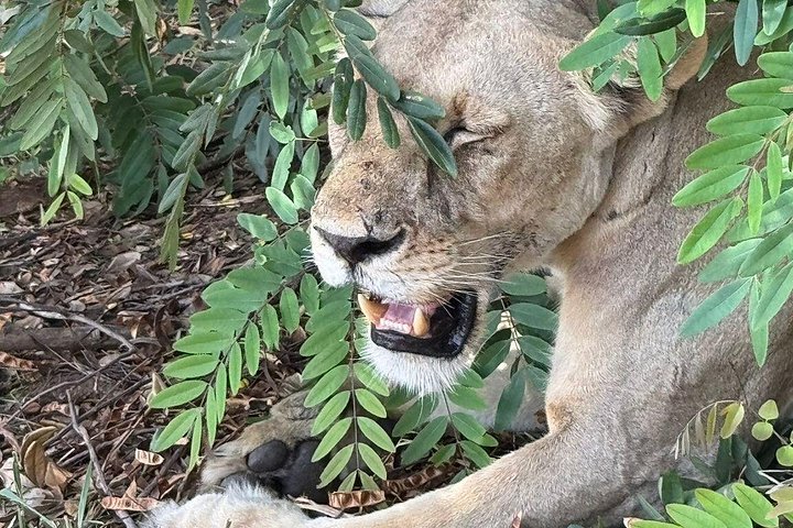 Safari 3 dager fra Zanzibar til Mikumi nasjonalpark med ferge