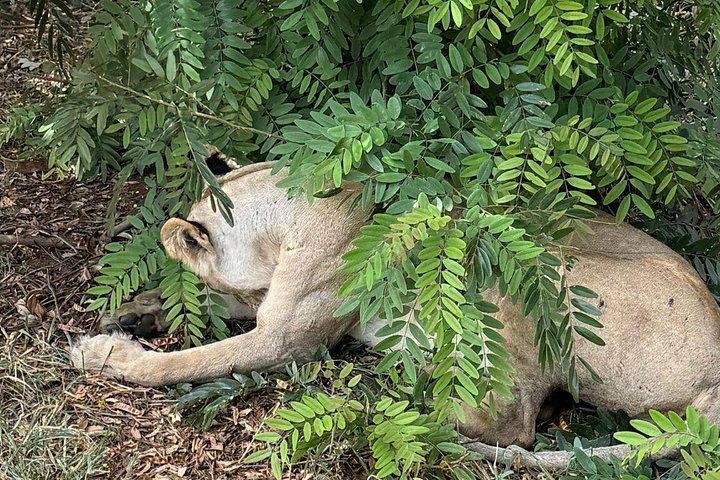 Safari 3 dager fra Zanzibar til Mikumi nasjonalpark med ferge