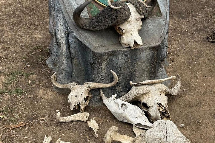 Safari 3 dager fra Zanzibar til Mikumi nasjonalpark med ferge