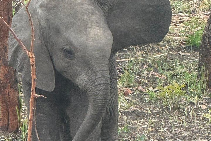 Safari 3 dager fra Zanzibar til Mikumi nasjonalpark med ferge