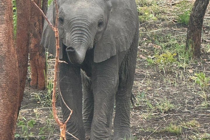 Safari 3 dager fra Zanzibar til Mikumi nasjonalpark med ferge