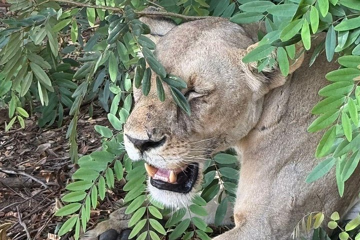 Safari 3 dager fra Zanzibar til Mikumi nasjonalpark med ferge