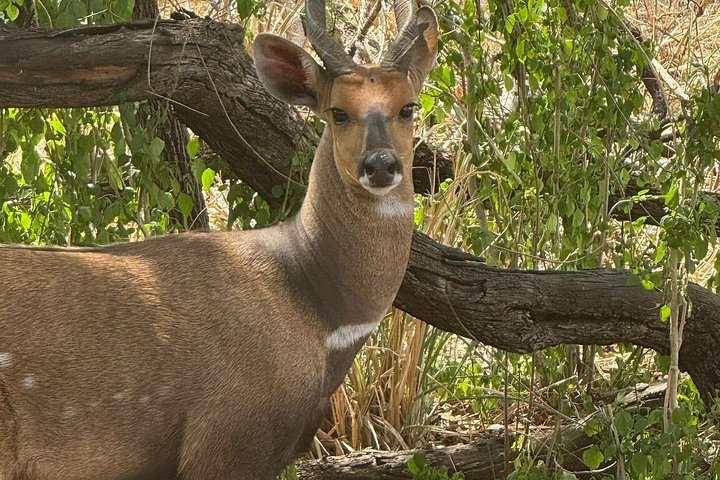 Safari 3 dager fra Zanzibar til Mikumi nasjonalpark med ferge