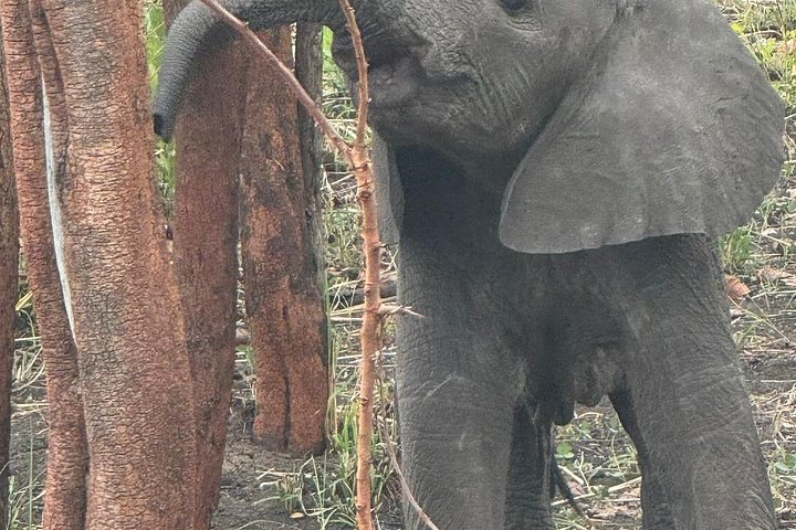 Safari 3 dager fra Zanzibar til Mikumi nasjonalpark med ferge