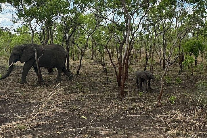Safari 3 dager fra Zanzibar til Mikumi nasjonalpark med ferge