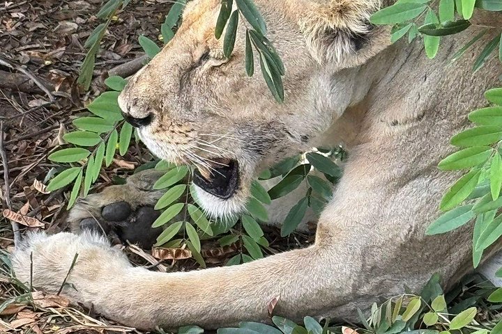 Safari 3 dager fra Zanzibar til Mikumi nasjonalpark med ferge