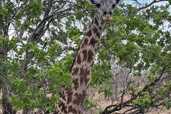 Safari 3 dager fra Zanzibar til Mikumi nasjonalpark med ferge
