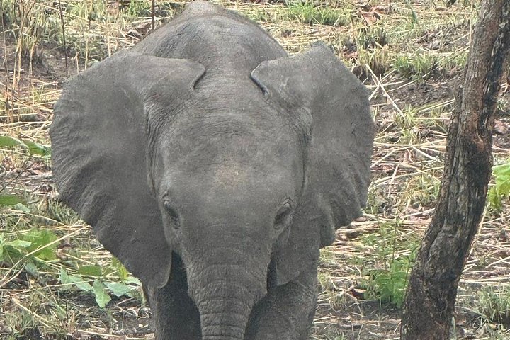 Safari 3 dager fra Zanzibar til Mikumi nasjonalpark med ferge