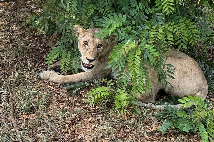 Safari 3 dager fra Zanzibar til Mikumi nasjonalpark med ferge