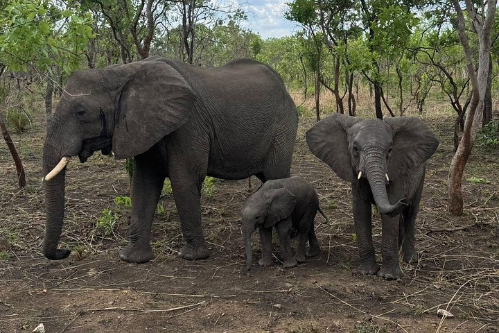 Safari 3 dager fra Zanzibar til Mikumi nasjonalpark med ferge