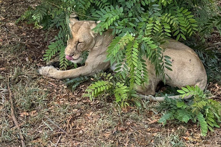 Safari 3 dager fra Zanzibar til Mikumi nasjonalpark med ferge