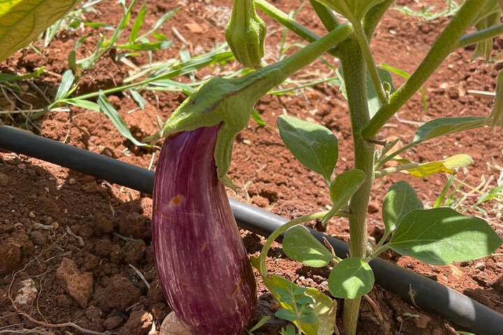 Ostuni : Cours de cuisine en famille dans notre maison de campagne