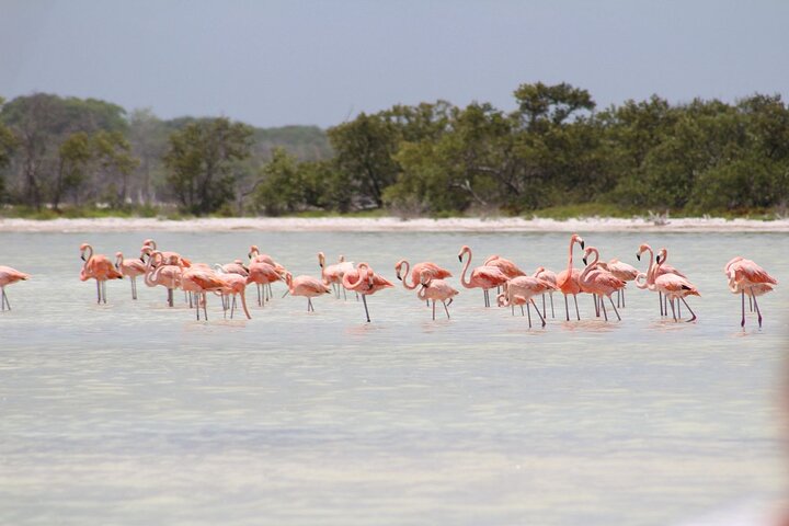 Eco Safari attraverso il Parco Naturale di Ria Lagartos