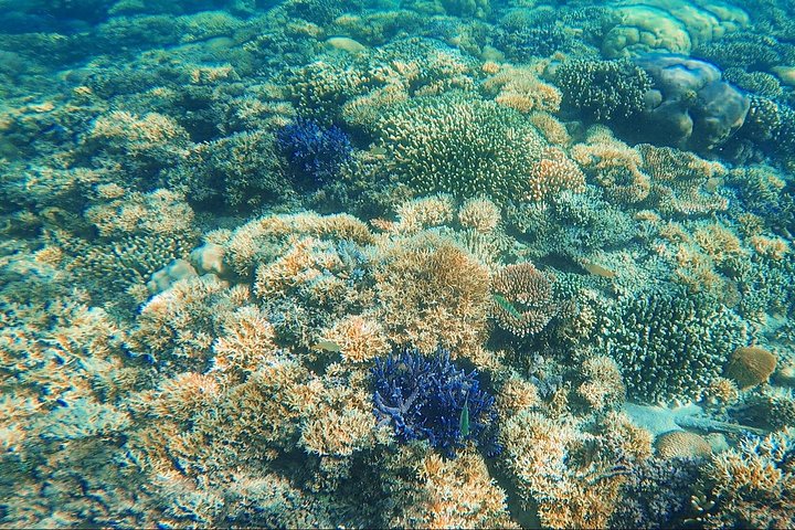 Heldagstur till Komodo Island från Labuan Bajo
