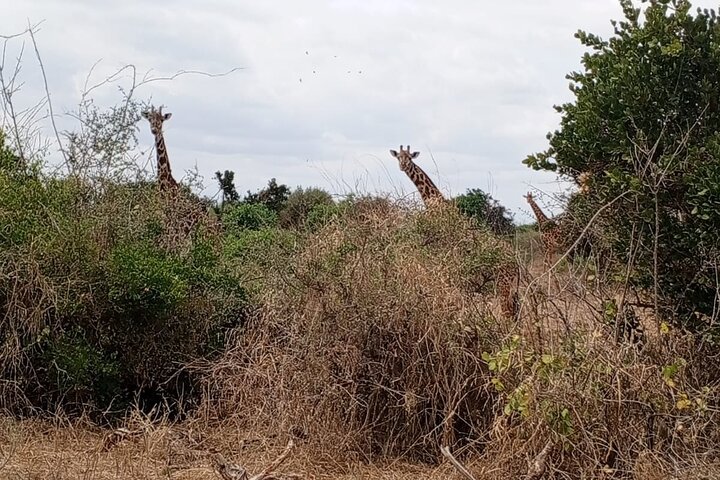 1 - Safari privado de día en Tsavo Este desde Mombasa, Malindi, Watamu