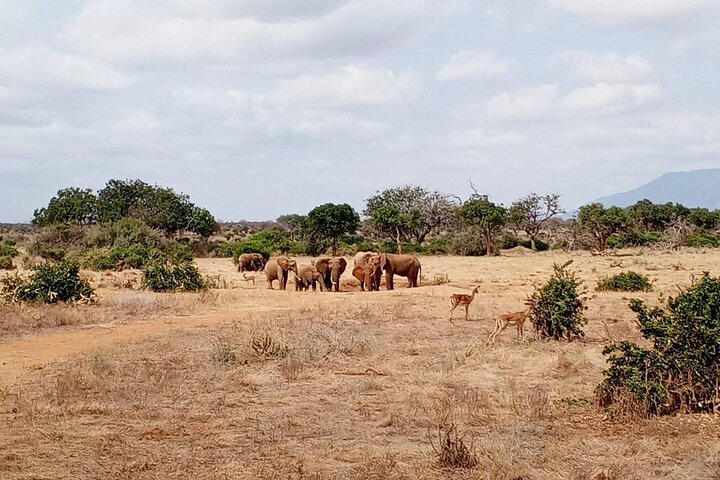 1 - Safari privado de día en Tsavo Este desde Mombasa, Malindi, Watamu