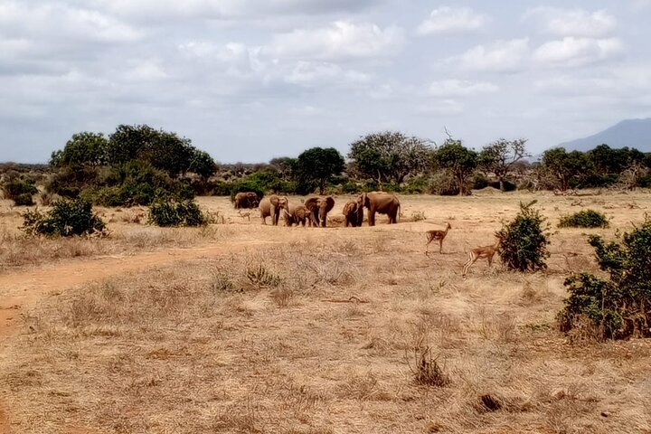 1 - Safari privado de día en Tsavo Este desde Mombasa, Malindi, Watamu