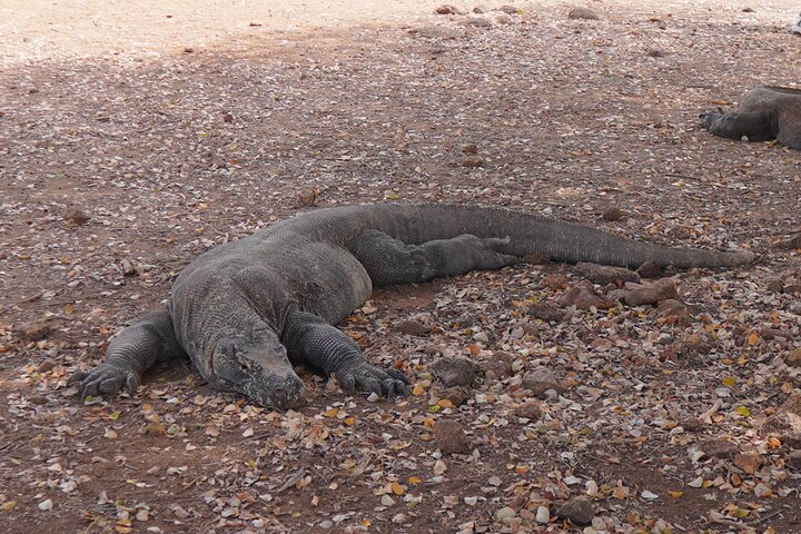 Heldagstur till Komodo Island från Labuan Bajo