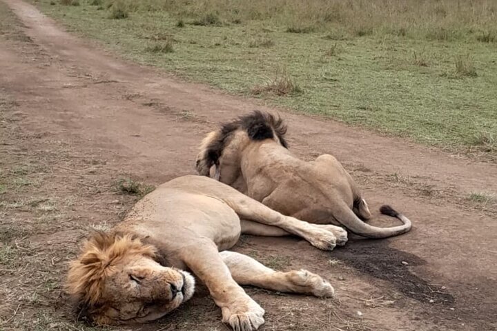 1 - Safari privado de día en Tsavo Este desde Mombasa, Malindi, Watamu