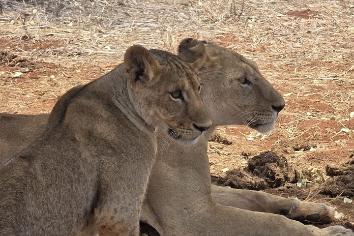 1 - Safari privado de día en Tsavo Este desde Mombasa, Malindi, Watamu