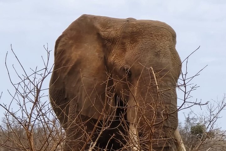 1 - Safari privado de día en Tsavo Este desde Mombasa, Malindi, Watamu