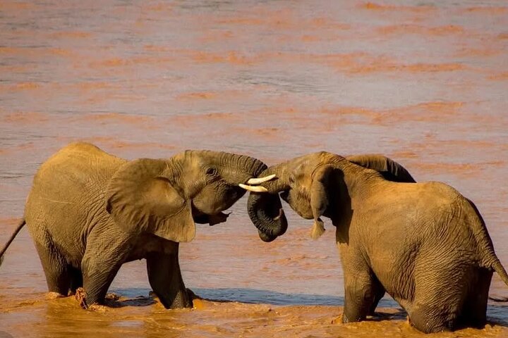 1 - Safari privado de día en Tsavo Este desde Mombasa, Malindi, Watamu