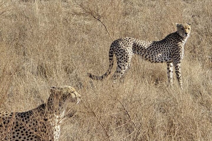 1 - Safari privado de día en Tsavo Este desde Mombasa, Malindi, Watamu