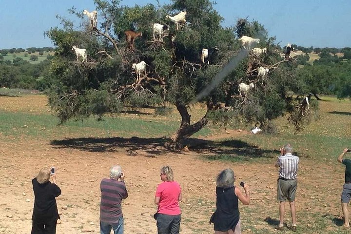 Excursión de un día: Naturaleza y desierto de Essaouira
