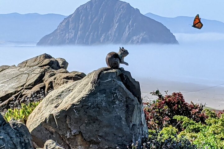 Kystvandreture på Californiens centrale kyst