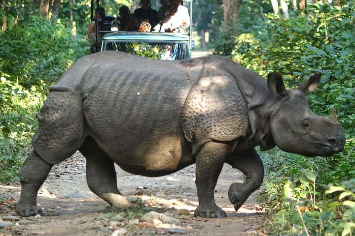 Jeep Safari (Privat, 8 - 10 Stunden) im Chitwan Nationalpark.