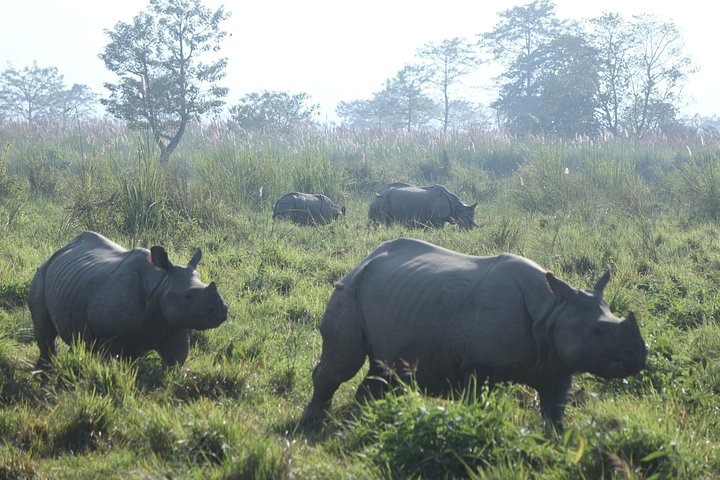 Jeep Safari (Privat, 8 - 10 Stunden) im Chitwan Nationalpark.