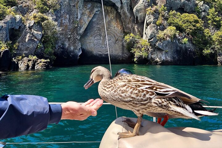 Eco Sailing Tour till Maori hällristningar på Lake Taupo