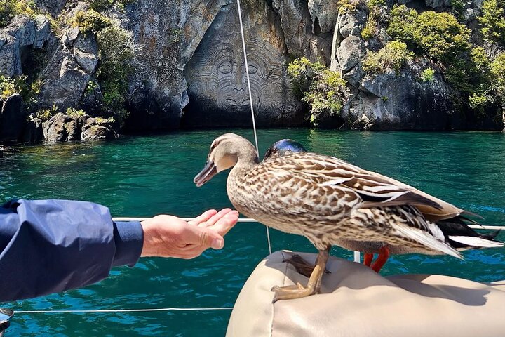 Soirée Eco Sailing Adventure à Māori Rock Carvings Lac Taupō
