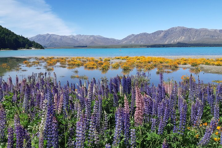 Mt Cook till Christchurch envägs liten grupptur via Lake Tekapo