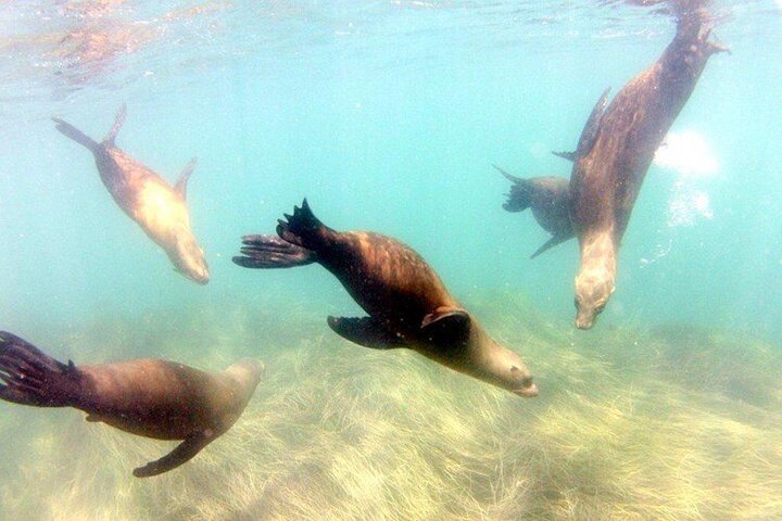 Begeleide snorkeltour door La Jolla Cove met zeeleeuwen en zeegrotten