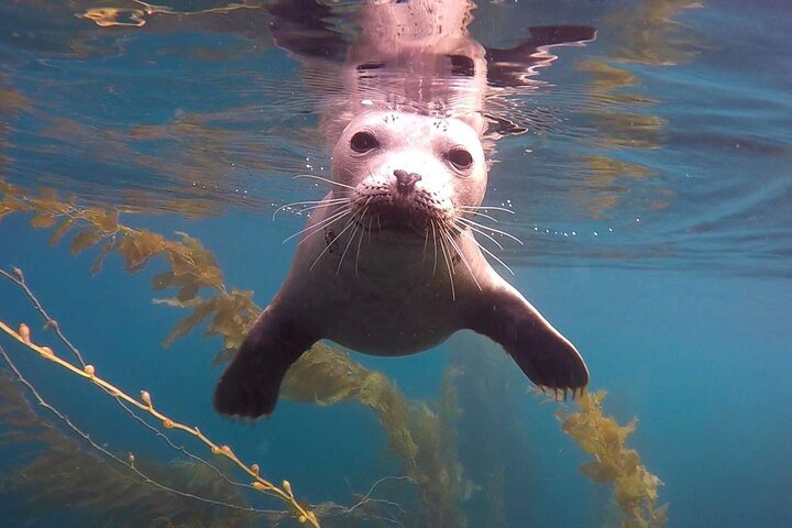 Begeleide snorkeltour door La Jolla Cove met zeeleeuwen en zeegrotten