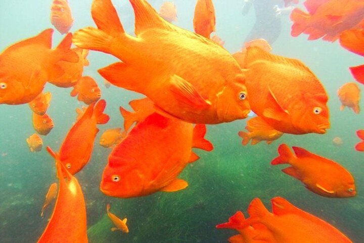 Begeleide snorkeltour door La Jolla Cove met zeeleeuwen en zeegrotten