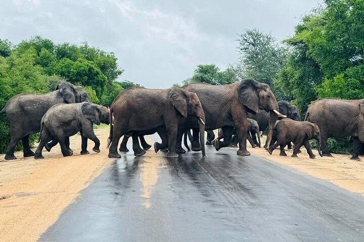 Kruger National Park Morning Safari Experience (minimaal 2 personen)