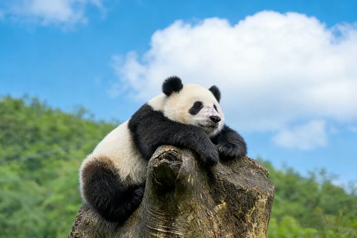 Tour privato di Pechino: Mutianyu/Badaling Grande Muraglia e Casa dei Panda