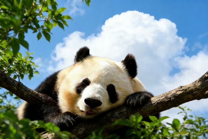 Tour privato di Pechino: Mutianyu/Badaling Grande Muraglia e Casa dei Panda