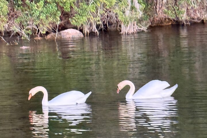 1 uur Lake Austin Boat Cruise. BYOB (Gedeeld - Enkele Tickets)