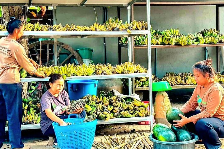 Koh Samui : Elephant Nature Care, il più grande santuario degli elefanti