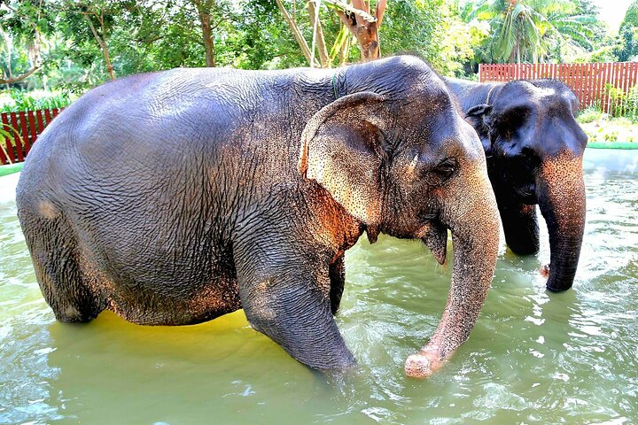 Koh Samui : Elephant Nature Care, il più grande santuario degli elefanti